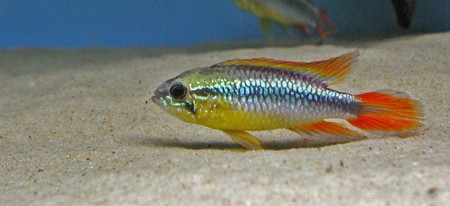 APISTOGRAMMA