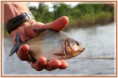/album/peces-en-stock/amazon-white-piranha1-jpg1/
