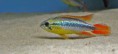 /album/peces-en-stock/apistogramma-agassizi-01-jpg1/