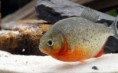 /album/peces-en-stock/piranha-7-jpg1/
