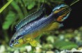 /album/fotogaleria-elcriadero/apistogramma-agassizi-02-jpg2/