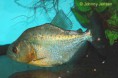 /album/fotogaleria-elcriadero/blackpiranha1-jpg1/