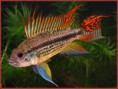 /album/fotogaleria-elcriadero/apistogramma-cacatuoides-jpg5/