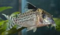 /album/fotogaleria-elcriadero/corydoras-ambiacus-jpg2/